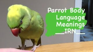 INDIAN RINGNECK PARROT body language  meanings part 1 [upl. by Milks479]