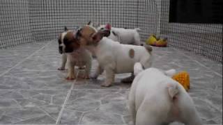 FRENCH BULLDOG PUPPIES FOR SALE [upl. by Bilak865]