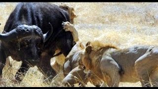 Crater Lions Of Ngorongoro  African Animals NatureWildlife Documentary [upl. by Emelia192]