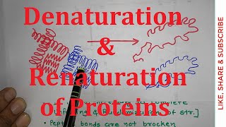 22 Denaturation and Renaturation of Proteins  Ribonuclease A  NEET MBBS CSIR NET [upl. by Ernst]