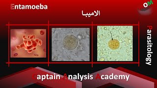 Entamoeba Histiocytic الاميبا نظرى وعملى [upl. by Fujio]