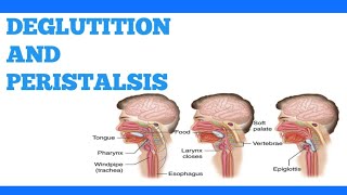 DEGLUTITION AND PERISTALSIS [upl. by Anertak]