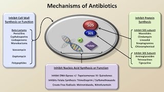 Mechanisms and Classification of Antibiotics Antibiotics  Lecture 3 [upl. by Anertal]