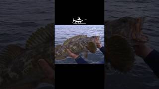 Lingcod Fishing in Sitka Alaska sitkaalaska sitkafishing alaskafishing [upl. by Raimondo]