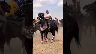 WHAT IS THE OLDEST EQUESTRIAN SPORT IN THE WORLD animals horses shorts [upl. by Adla523]