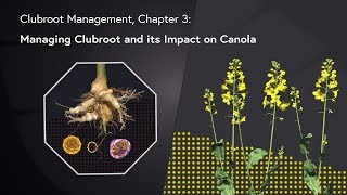 Clubroot Management Chapter 3  Managing Clubroot and its Impact on Canola [upl. by Tobin]