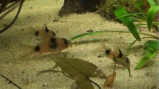 AfricanCichlidsnet Corydoras weitzmani [upl. by Pimbley]