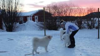 SAM ARCTIC  Séjour chien de traineau en Laponie Suédoise [upl. by Miltie]