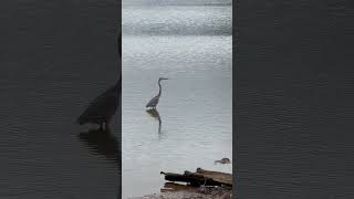 Shorts Great Blue Heron Taking Flight at Flint Creek Bay on AL’s Wheeler National Wildlife Refuge [upl. by Iaras891]