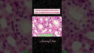 Simple Cuboidal Epithelium  Histology  Microanatomy anatomy neetpg mbbs histology mcqs [upl. by Reinhard]