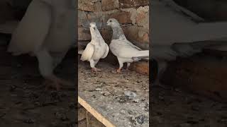 Mashaallah selaty pair pigeon pigeongroup bird kabootar pigeonfamily birdspecies [upl. by Erkan]