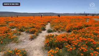 Vibrant poppy flowers bloom in Lancaster California [upl. by Byron108]