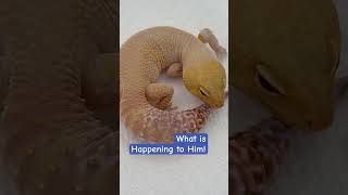 😱😳What Is On My Gecko Is He Ok leopardgecko shedding gecko reptile petgecko funpet sun [upl. by Eelahs]