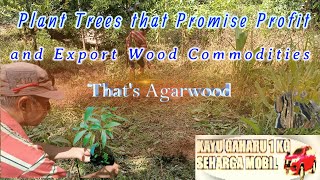 Plant Trees that Promise Profit and Export Wood Commodities Thats Agarwood [upl. by Nodnalb]