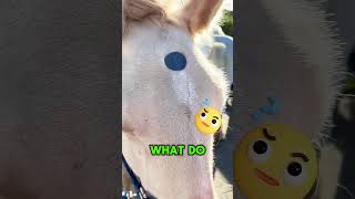 How to Turn Your Horse into a Unicorn [upl. by Cly]