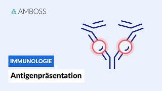 Antigenpräsentation  Biochemie  AMBOSS Video [upl. by Merrili]