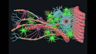 Neurônios e glia central [upl. by Constantina]