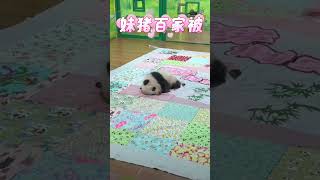 妹猪百日快乐，健康成长，熊生顺遂！【Panda：♀妹猪】广州长隆野生动物世界大熊猫 cute panda [upl. by Iccir]