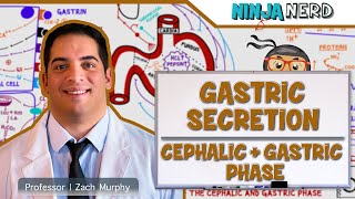 Gastrointestinal  Gastric Secretion The Cephalic amp Gastric Phase [upl. by Lach]