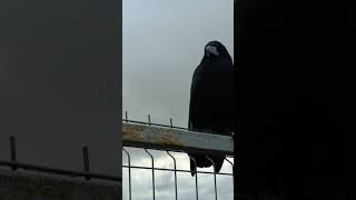 raven corvo cantandobirds Curiosidades Eles realizam funerais para seus mortosandersonmalu [upl. by Ytirahc409]