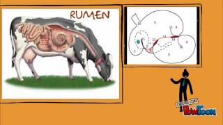 SISTEMA DIGESTIVO de la VACA Parte 2 [upl. by Ilat717]