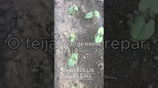 PHASEOLUS VULGARIS AKA FEIJÃO DE TREPAR [upl. by Samale]