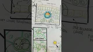 stomata opening and closing mechanism theoretical knowledge theory of stomataleaf anatomyumer [upl. by Sundstrom]