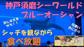 【神戸須磨シーワールド】シャチを観ながら食べ放題できるレストラン「ブルーオーシャン」。珍しい度99％。 [upl. by Sitnik]