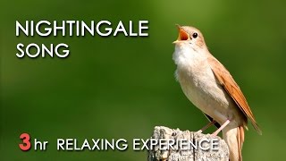 BEST NIGHTINGALE SONG  3 Hours REALTIME Nightingale Singing NO LOOP  Birdsong Birds Chirping [upl. by Gradeigh524]