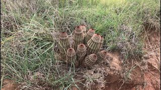 Echinocereus reichenbachii and Escobaria vivipara in the Wild  Oklahoma [upl. by Maxey]