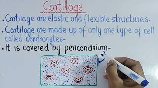 DifferencesComparisons Between Bones amp Cartilage  Bone vs Cartilage  10th Bio Chp 13 Lec 07 [upl. by Sewell]