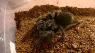 Tarantula Feeding Video 107  BIG Surprises Await You [upl. by Pufahl]