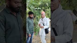 Bryophyllum pinnatum पर्णबीज ओळख पथरचूरayurved yog [upl. by Porty]