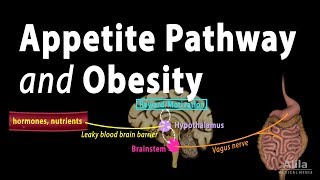 The Brains HungerSatiety Pathways and Obesity Animation [upl. by Sirak868]