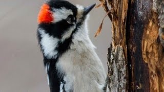 Downy Woodpecker  Bird Docs [upl. by Kulda879]