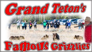 Grand Teton Parks Grizzly Bears 399 amp 610 [upl. by Htiekel147]