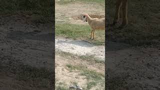 Two Sheeps Are Eating The Food😍Sheeps Love🐑 Animal Vedeo [upl. by Idnis]