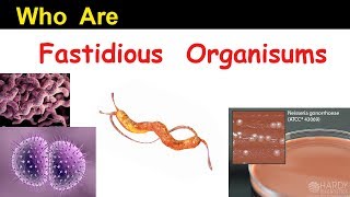 Who are Fastidious Organisms   Clear Overview [upl. by Hnaht]