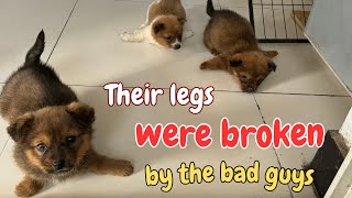 The Puppies Had Their Legs Cruelly Broken And Were Left To Die Until This Happened [upl. by Theresina902]