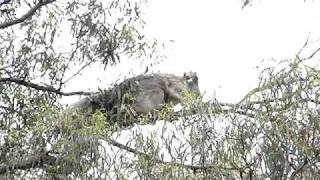 Wild Koalas mating on Koalas amp Kangaroos IN THE WILD tour Melbourne [upl. by Rhynd211]