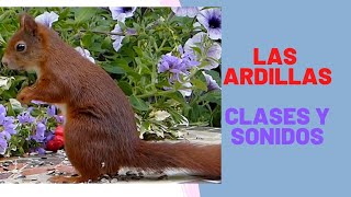 Las ardillas clases de ardillas y sonidos que emiten squírrel sound [upl. by Einnaf820]