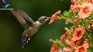 Mummingbird sounds  hummingbird Calls  Bird sounds  Bird calls [upl. by Durning962]