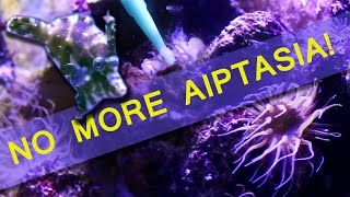 HOW I ELIMINATED AIPTASIA IN MY REEF TANK [upl. by Jannery]