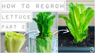 HOW TO REGROW LETTUCE Part 2 When amp How To Plant In Soil [upl. by Aniger]