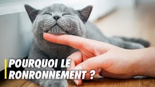 Pourquoi les chats ronronnentils   Scilabus 26 [upl. by Mcnutt]