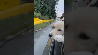 Baileys big enough to stick her head out of the window goldenretreiver puppy pets cute [upl. by Mahala316]