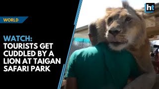 Watch Lion climbs into vehicle and cuddles tourists at Taigan Safari Park [upl. by Ggerg613]