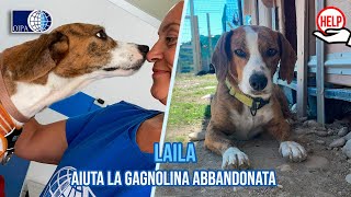 UNA BRUTTA SORPRESA AL RECUPERO DI LAILA CAGNOLINA IN PREDA ALLE CONVULSIONI AIUTIAMOLA [upl. by Panther238]