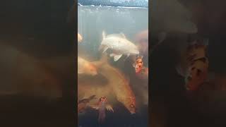 goldfish dragonfish trending mosttweeted fishvideo fishlovers sea aquarium animals [upl. by Alemahs]