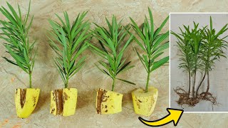 How to Grow Podocarpus in Bananas at home for beginners  Growing Podocarpus from branches [upl. by Idnahk]